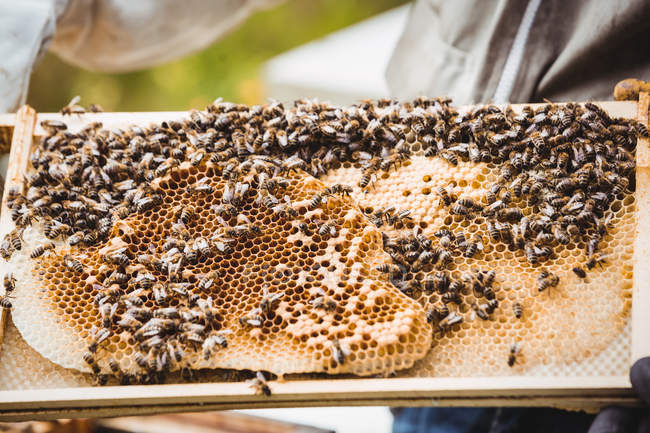 Обрезанное изображение пчеловода, держащего и осматривающего улей в поле — стоковое фото