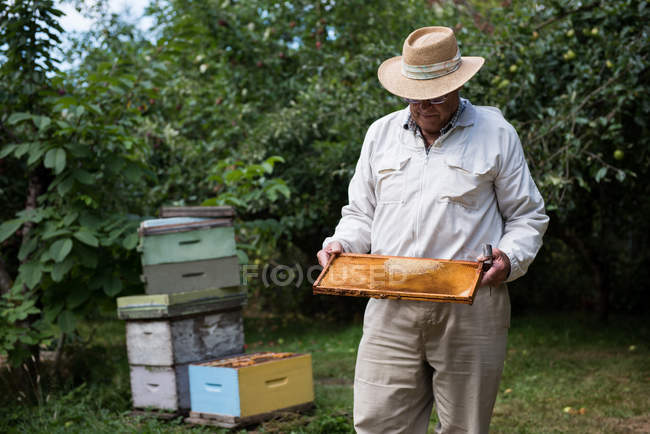 Пчеловод держит улей в деревянной раме на пасеке — стоковое фото