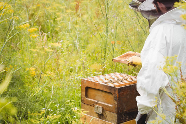 Бджолярі тримають і вивчають вулик у полі — стокове фото