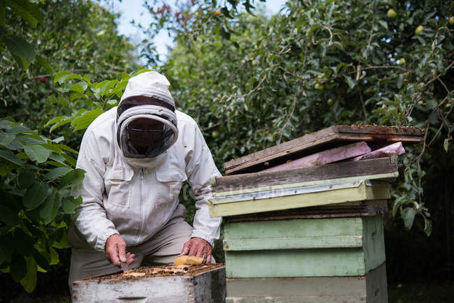 Пчеловод удаляет соты из пчелиного улья в саду — стоковое фото