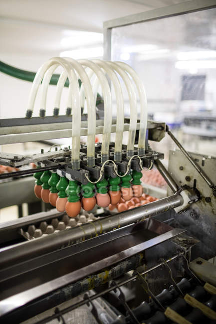 Яйца движутся по производственной линии на заводе — стоковое фото