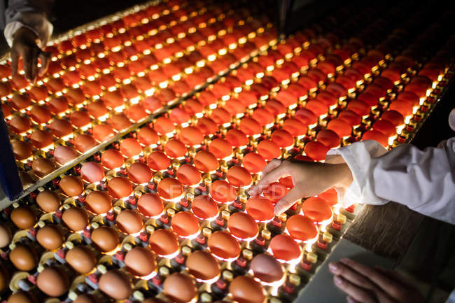 Abgeschnittenes Bild eines Arbeiters, der die Qualität von Eiern in der Beleuchtungskontrolle einer Eierfabrik untersucht — Stockfoto