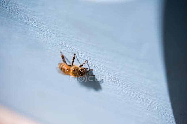 Крупним планом медова бджола на дерев'яній коробці — стокове фото