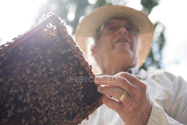 Vista en ángulo bajo del apicultor sosteniendo panal de miel con abejas en el colmenar - foto de stock