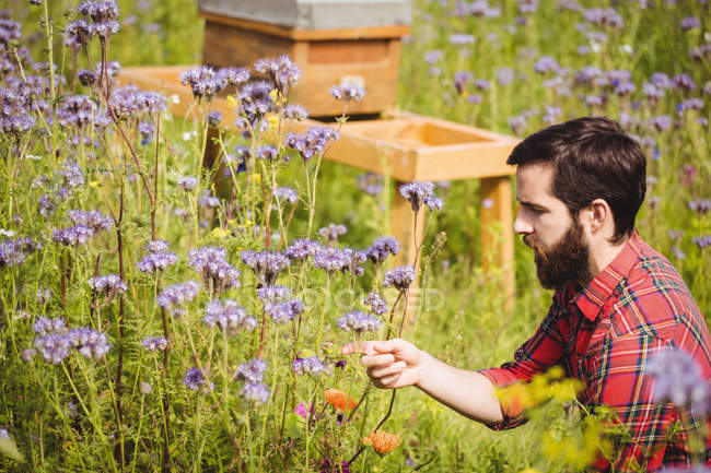 Пчеловод осматривает красивые цветы лаванды в поле — стоковое фото