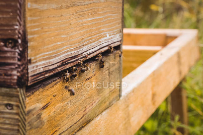 Nahaufnahme von Honigbienen auf einem Bienenstock im Feld — Stockfoto