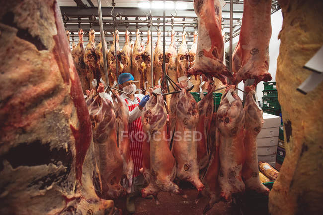 М'ясник наклеює наклейки штрих-коду на червоне м'ясо в сховищі в м'ясному магазині — стокове фото