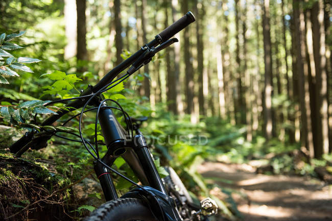 Close-up of sport bicycle in forest in sunlight — Stock Photo