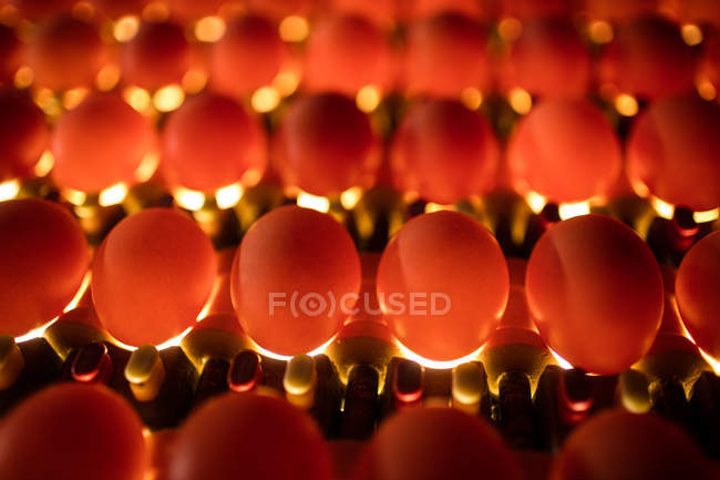 Primer plano de los huevos en la calidad de control de iluminación en la fábrica de huevos - foto de stock