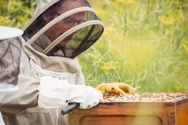Beekeeper removing honeycomb from beehive in field — Stock Photo