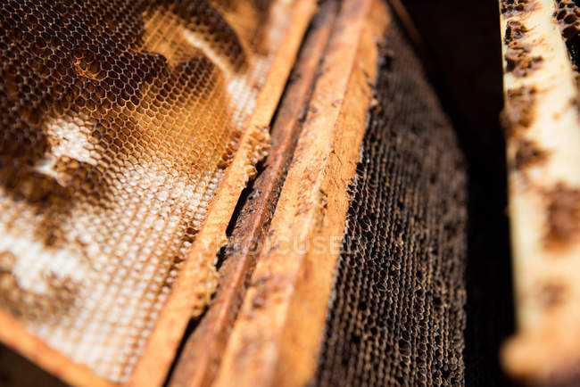 Close-up de favo de mel em uma caixa de madeira — Fotografia de Stock