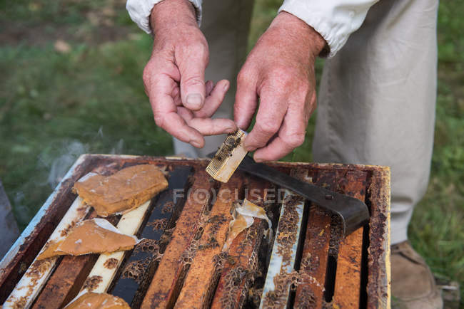 Apicoltore tenendo gabbia regina in legno nel giardino dell'apiario — Foto stock