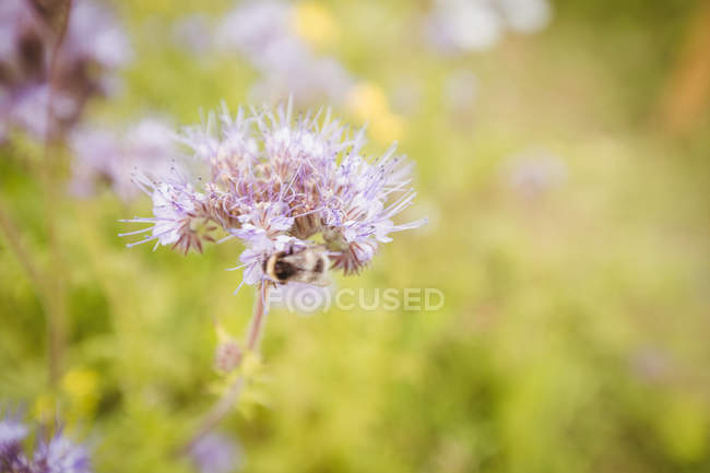 Primer plano de la miel de abeja en la flor de lavanda - foto de stock