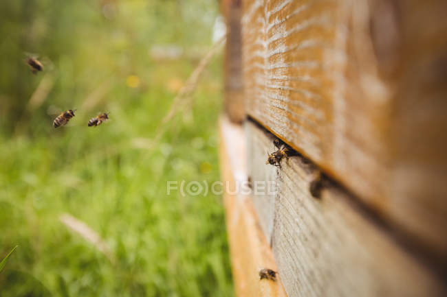 Primo piano di api di miele su alveare in campo — Foto stock