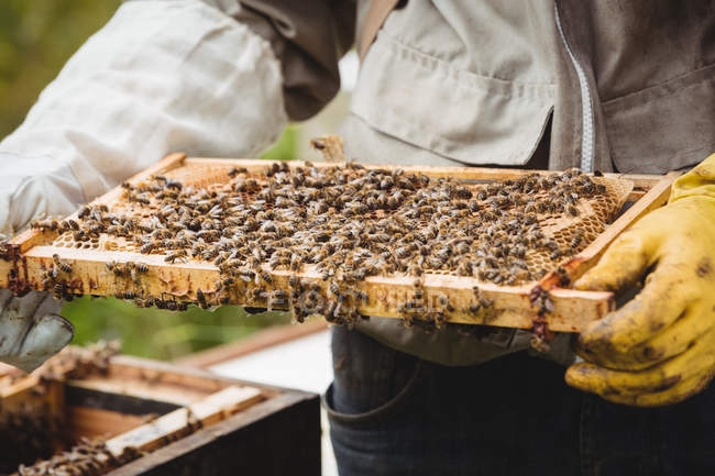 Cropped image of Beekeeper holding and examining beehive in field — Stock Photo