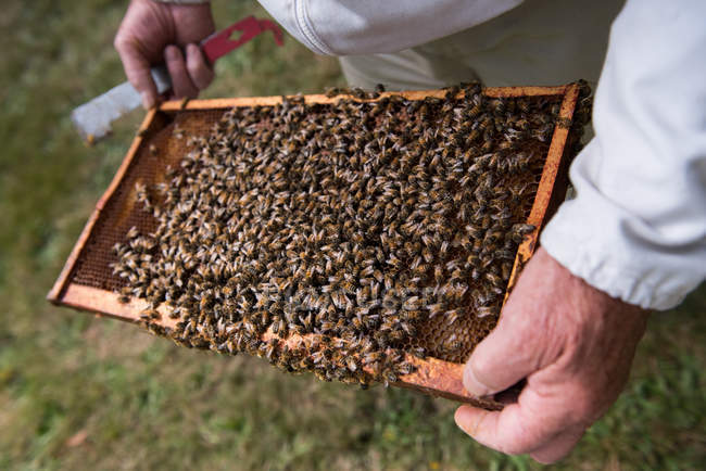 Пчеловод осматривает улей на пасеке — стоковое фото