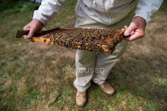 Apicultor examinando colmeia no jardim apiário — Fotografia de Stock