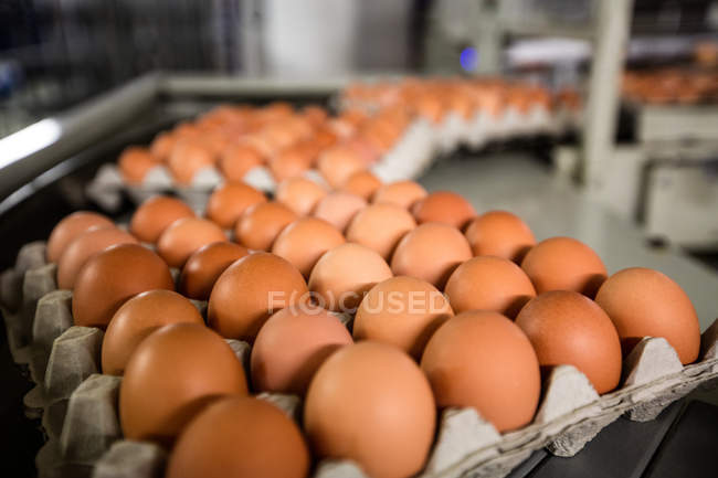 Cartons of eggs moving on production line in factory — Stock Photo