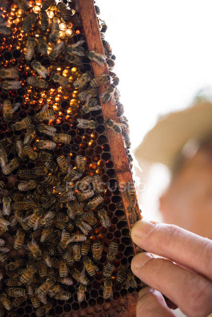 Gros plan des abeilles sur le peigne à miel — Photo de stock