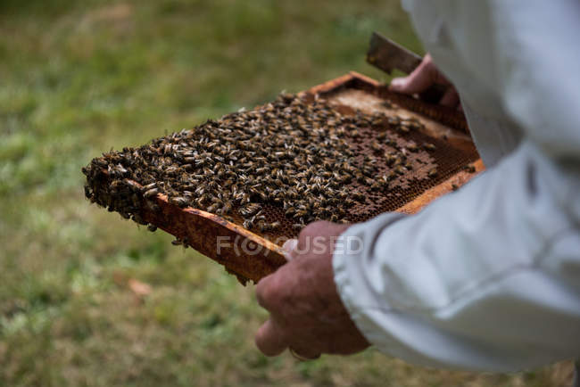 Крупный план пчеловода, осматривающего улей в пасечном саду — стоковое фото