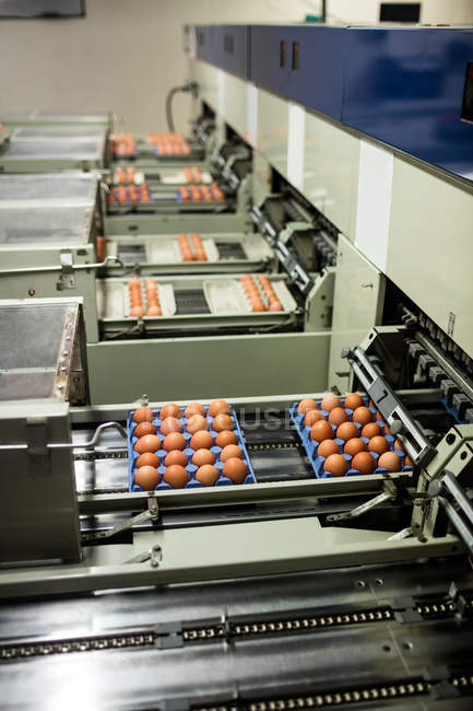 Las cajas de huevos se mueven en la línea de producción en la fábrica de huevos - foto de stock