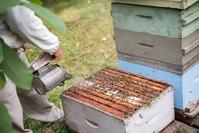Apicultor fumar abejas lejos de la colmena en el jardín colmenar - foto de stock
