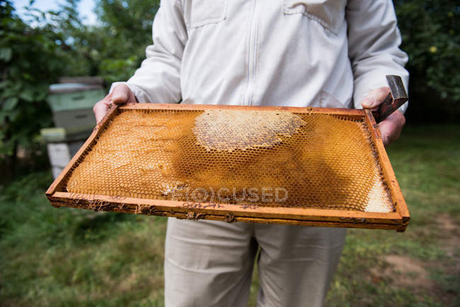 Sección media del apicultor que sostiene la colmena en un marco de madera en el jardín colmenar - foto de stock