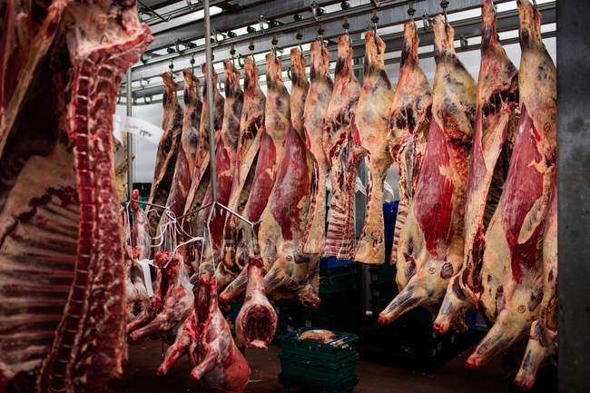 Peeled red meat hanging in storage room at butchers shop — Stock Photo