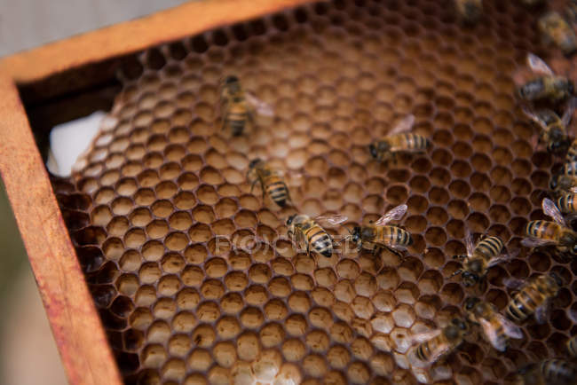 Close up de abelhas no quadro favo de mel — Fotografia de Stock