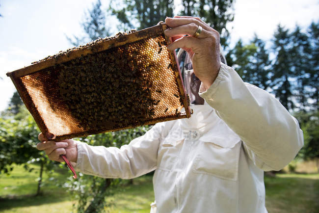 Beekeeper examining beehive in apiary garden — Stock Photo