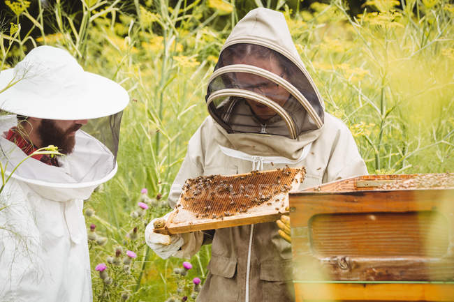 Пчеловоды держат и исследуют пчелиный улей в поле — стоковое фото