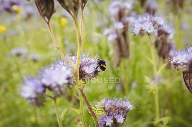 Gros plan de l'abeille domestique sur la fleur de lavande — Photo de stock