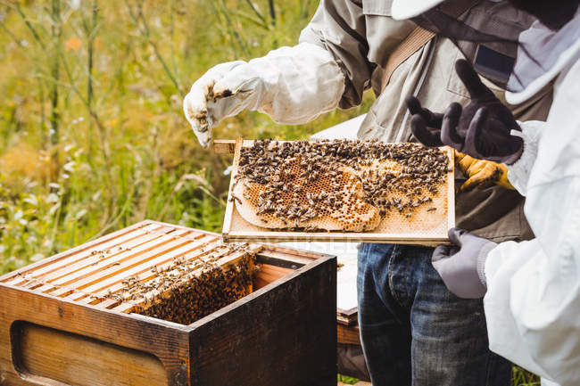 Обрізане зображення бджолярів, що тримають і вивчають вулик у полі — стокове фото