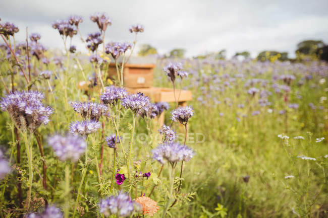 View of blooming lavender field and apiary on sunny day — Stock Photo