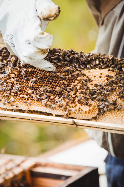 Cropped image of Beekeeper holding and examining beehive in field — Stock Photo
