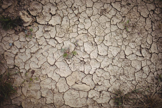 Nahaufnahme des trockenen braunen rissigen Bodens — Stockfoto