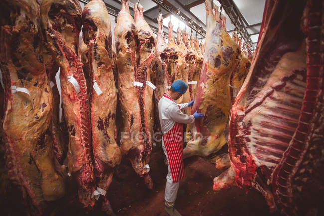 Carnicero examinando la carne roja colgada en el almacén de la carnicería - foto de stock