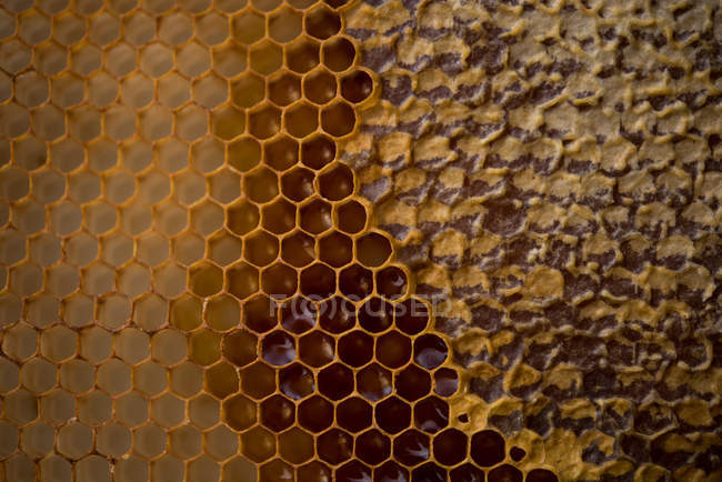 Primo piano di nido d'ape riempito di miele — Foto stock