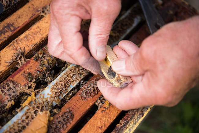 Apicoltore tenendo gabbia regina in legno nel giardino dell'apiario — Foto stock