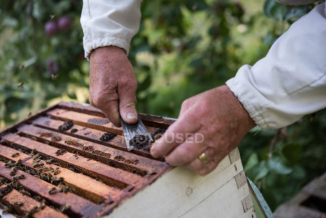 Apicultor removendo favo de mel da colmeia no jardim apiário — Fotografia de Stock