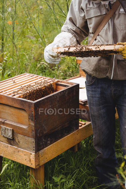Geschnittenes Bild eines Imkers, der Bienenstöcke im Feld hält und untersucht — Stockfoto