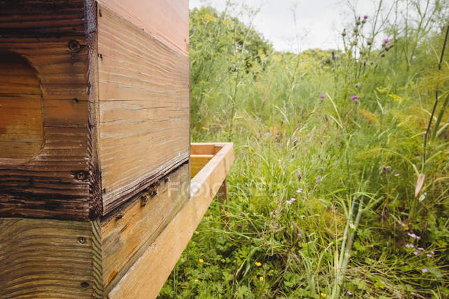 Close up of honey bees on beehive in field — Stock Photo