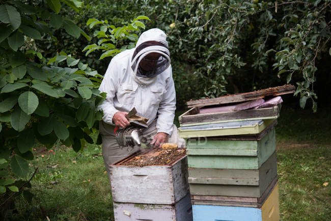 Apicultor fumando abelhas longe da colmeia no jardim apiário — Fotografia de Stock