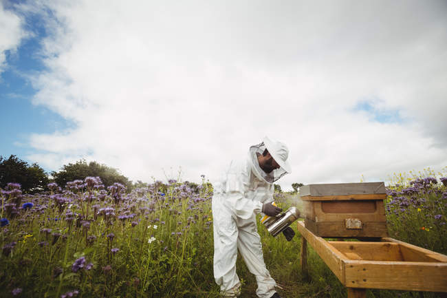 Apicultor usando fumante de abelha em campo — Fotografia de Stock