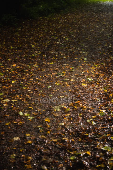 Листя на ґрунтовій доріжці в лісі восени — стокове фото