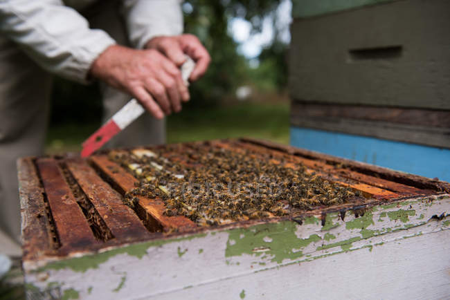 Sezione centrale dell'apicoltore che rimuove il favo dall'alveare nel giardino dell'apiario — Foto stock