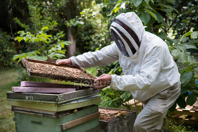 Apicultor trabajando en el marco de panal de miel en el jardín colmenar - foto de stock