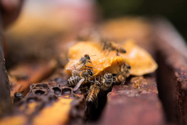 Крупний план медоносних бджіл на медовому воску в пасічному саду — стокове фото