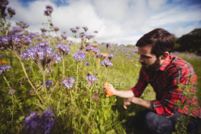 Foco seletivo do apicultor examinando belas flores de lavanda no campo — Fotografia de Stock