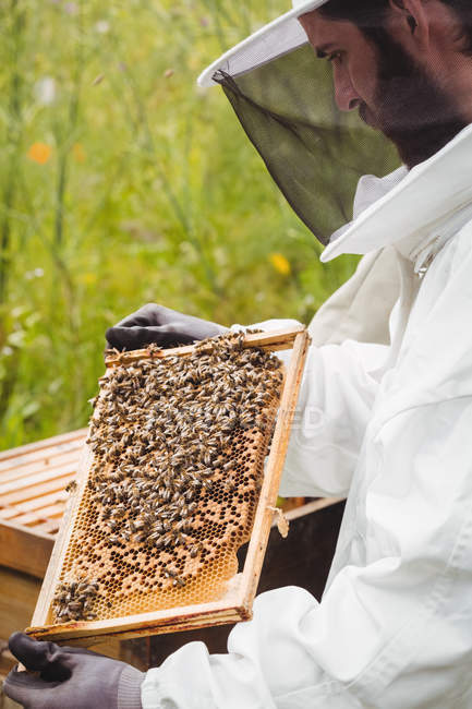 Beekeeper holding and examining beehive in field — Stock Photo